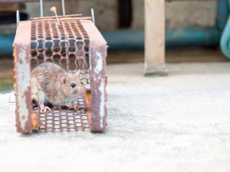 Winning the War Against Rats: Pest Control Success